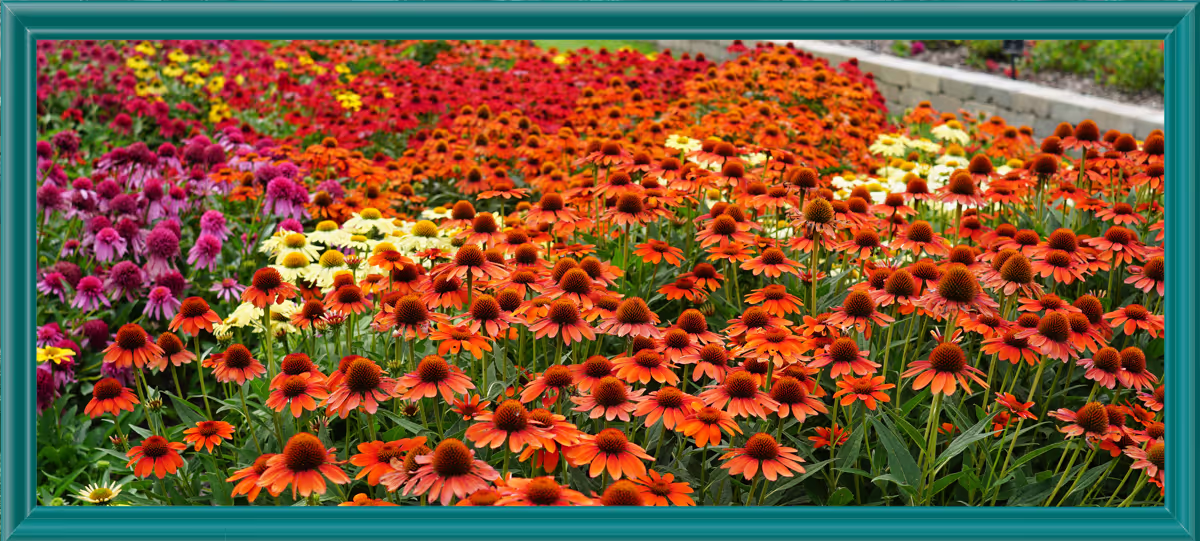 Sombrero Echinacea in The Gardens at Ball.
