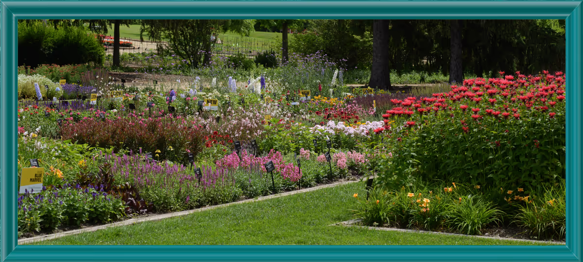 The new varieties bed in the overwintered trials at Darwin Perennials Day.